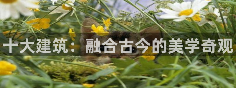 谈球吧全站app下载手机版